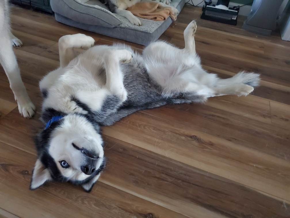 Iris, Adopted, Young Female Siberian Husky.