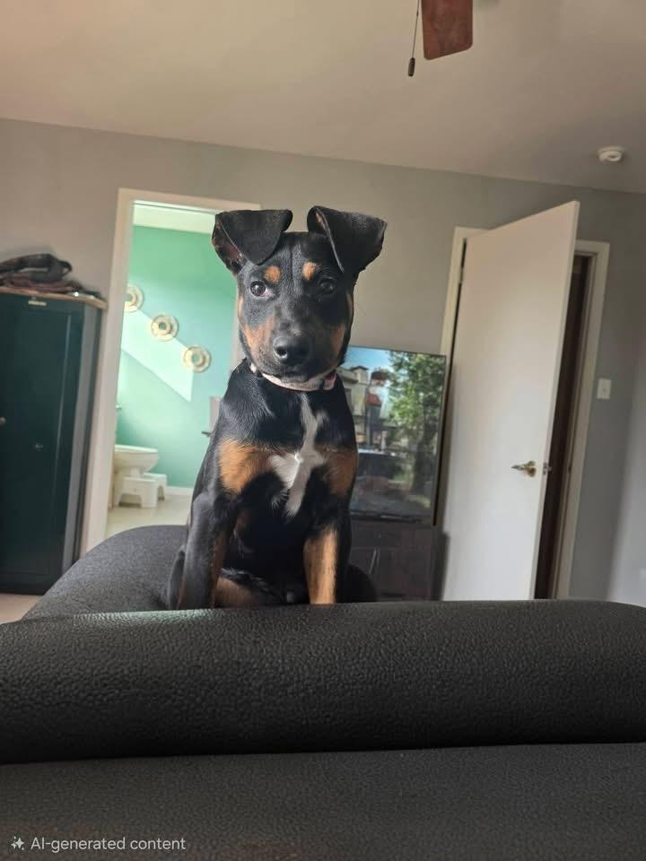 Enlarge Frito the Mixed Breed, a Adoptable mixed breed in Muskego, WI image 3/6