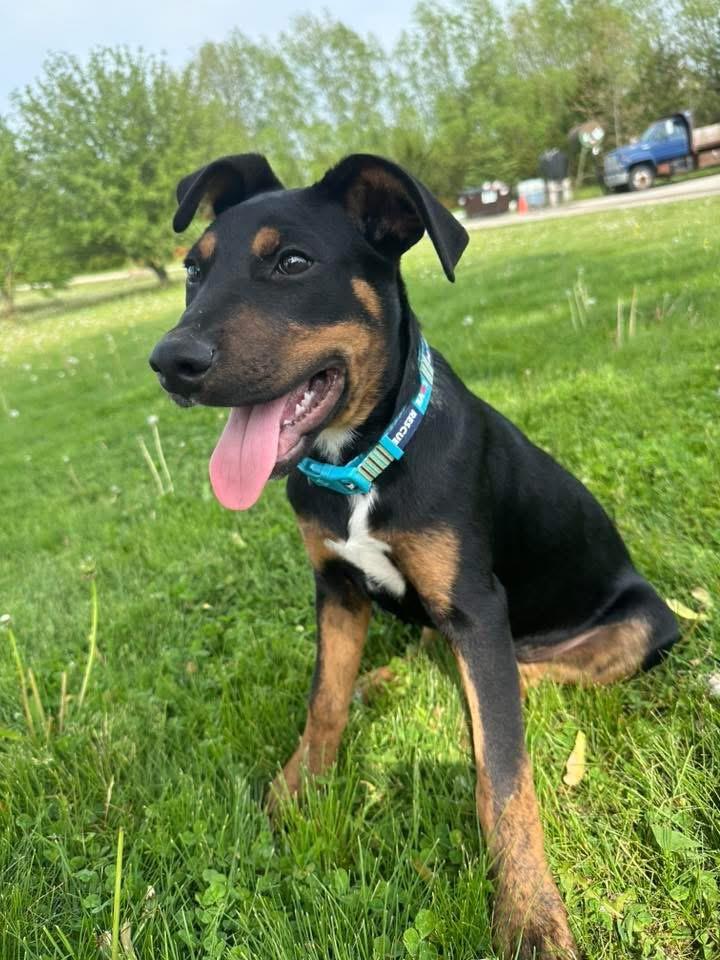Frito the Mixed Breed, Adoptable, Puppy Male Australian Shepherd & Terrier.