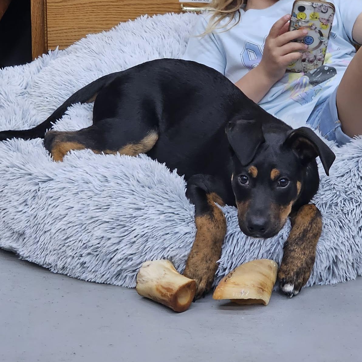 Enlarge Frito the Mixed Breed, a Adoptable mixed breed in Muskego, WI image 5/6