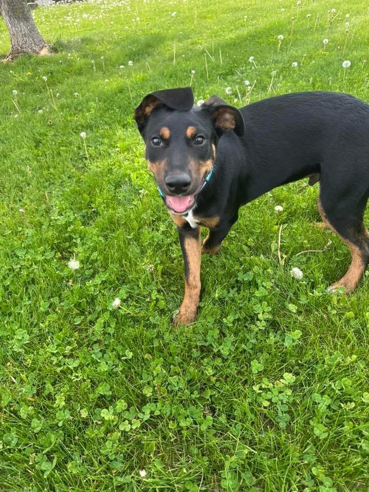 Enlarge Frito the Mixed Breed, a Adoptable mixed breed in Muskego, WI image 6/6