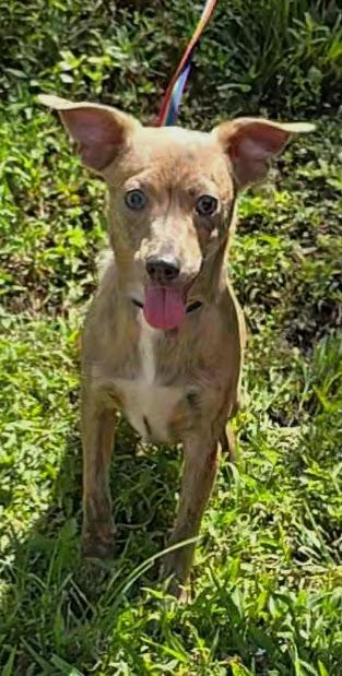 Bam Bam, an adoptable Chihuahua, Feist in Milledgeville, GA, 31061 | Photo Image 4