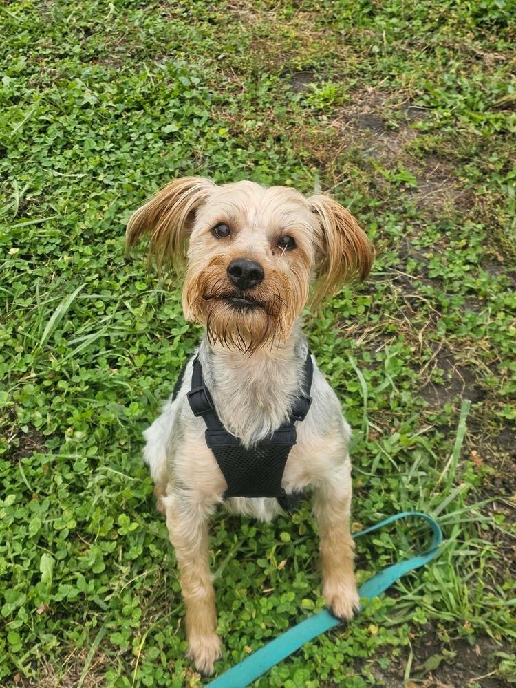 Bently, Adoptable, Adult Male Yorkshire Terrier & Schnauzer.