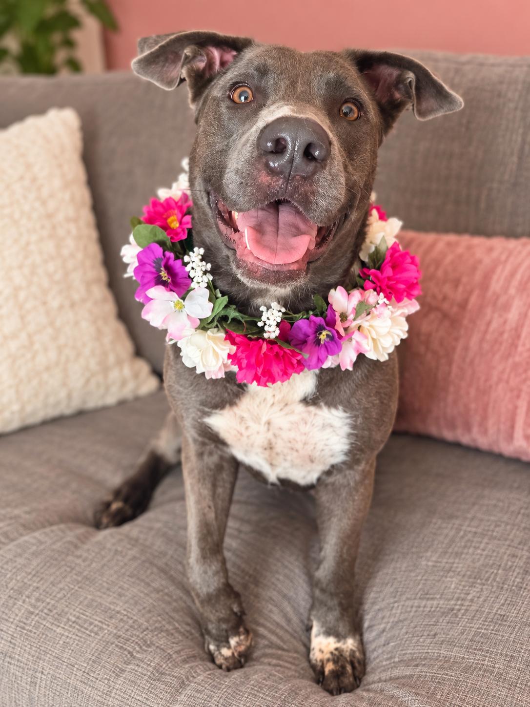 Enlarge Lilith The Kissy Monster, a Adoptable mixed breed in Menifee, CA image 1/4