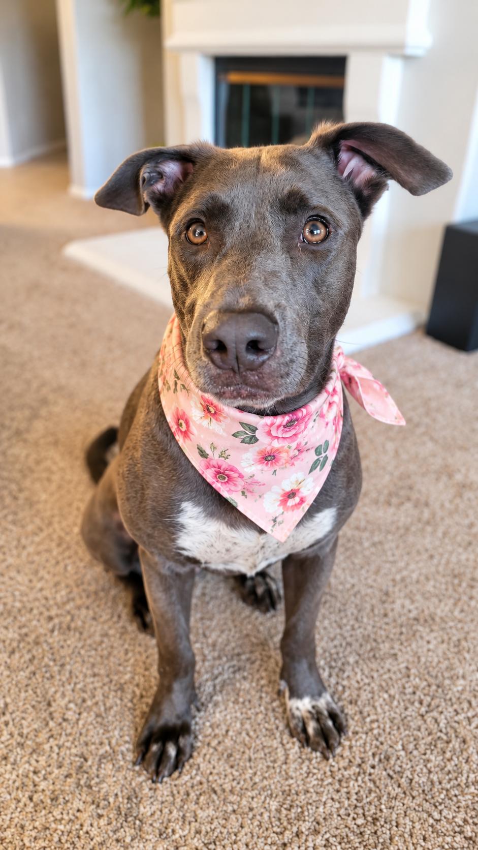 Enlarge Lilith The Kissy Monster, a Adoptable mixed breed in Menifee, CA image 2/4