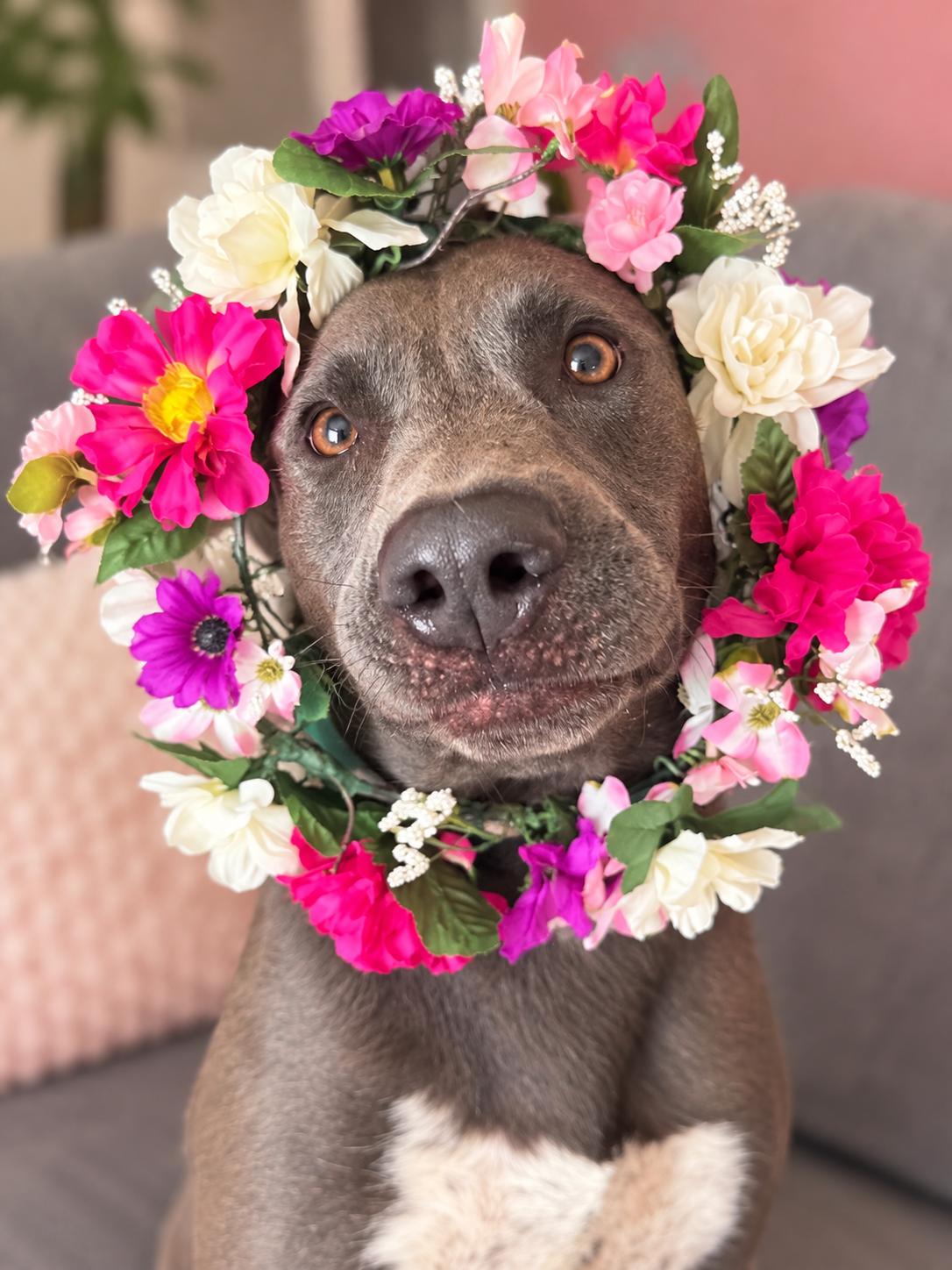 Enlarge Lilith The Kissy Monster, a Adoptable mixed breed in Menifee, CA image 3/4
