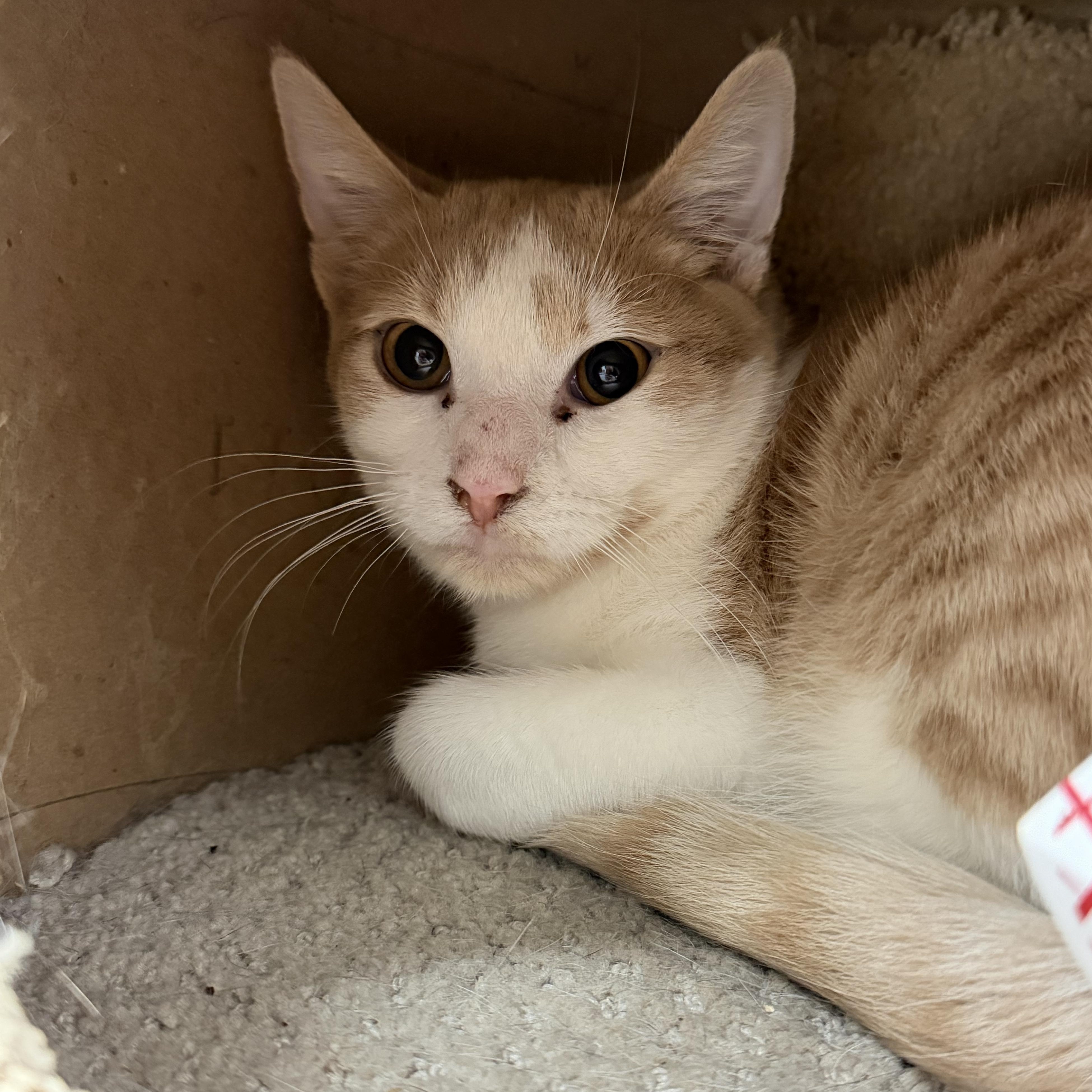 Enlarge Skittles, an adopted mixed breed in Mount Pleasant, MI image 3/3