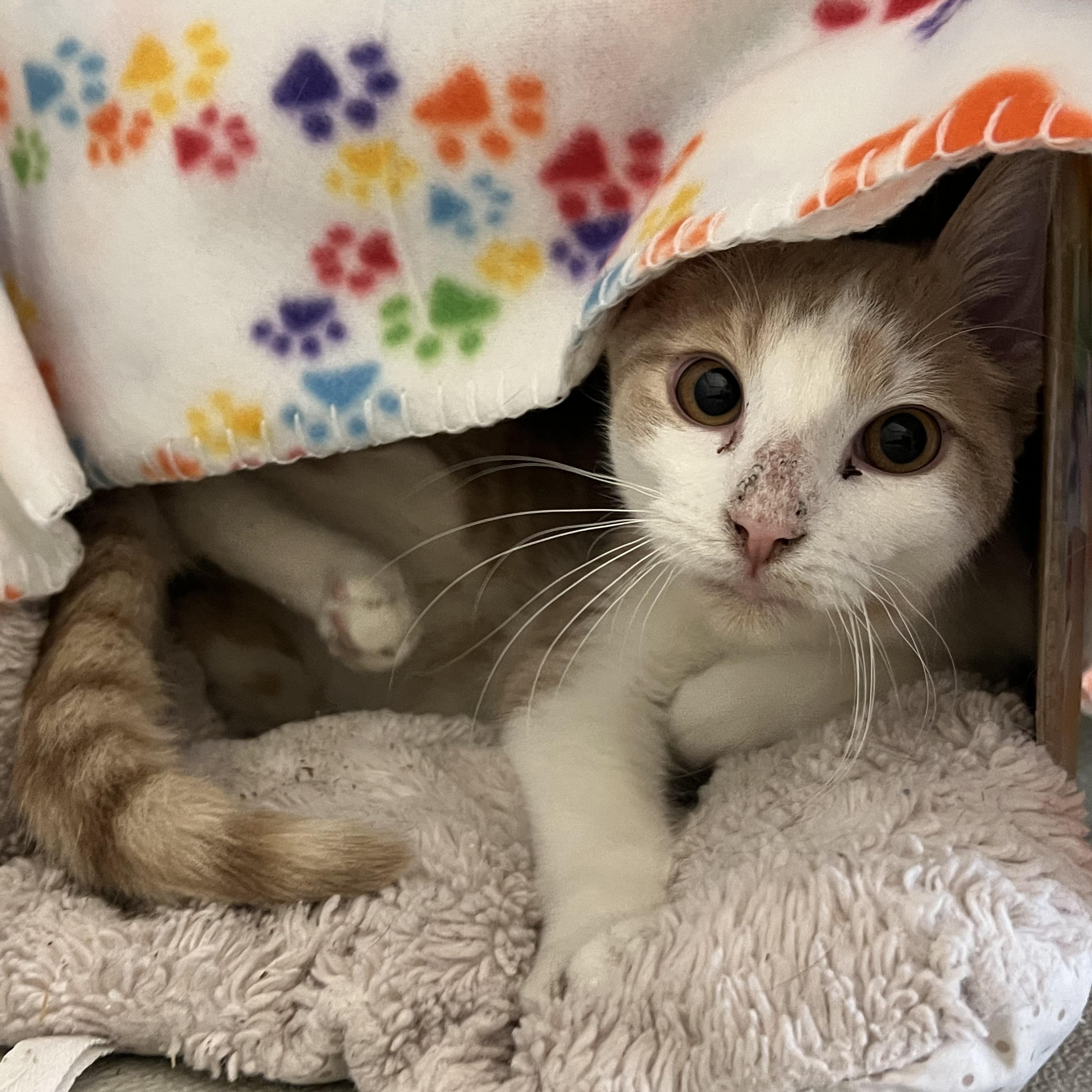 Enlarge Skittles, an adopted mixed breed in Mount Pleasant, MI image 2/3