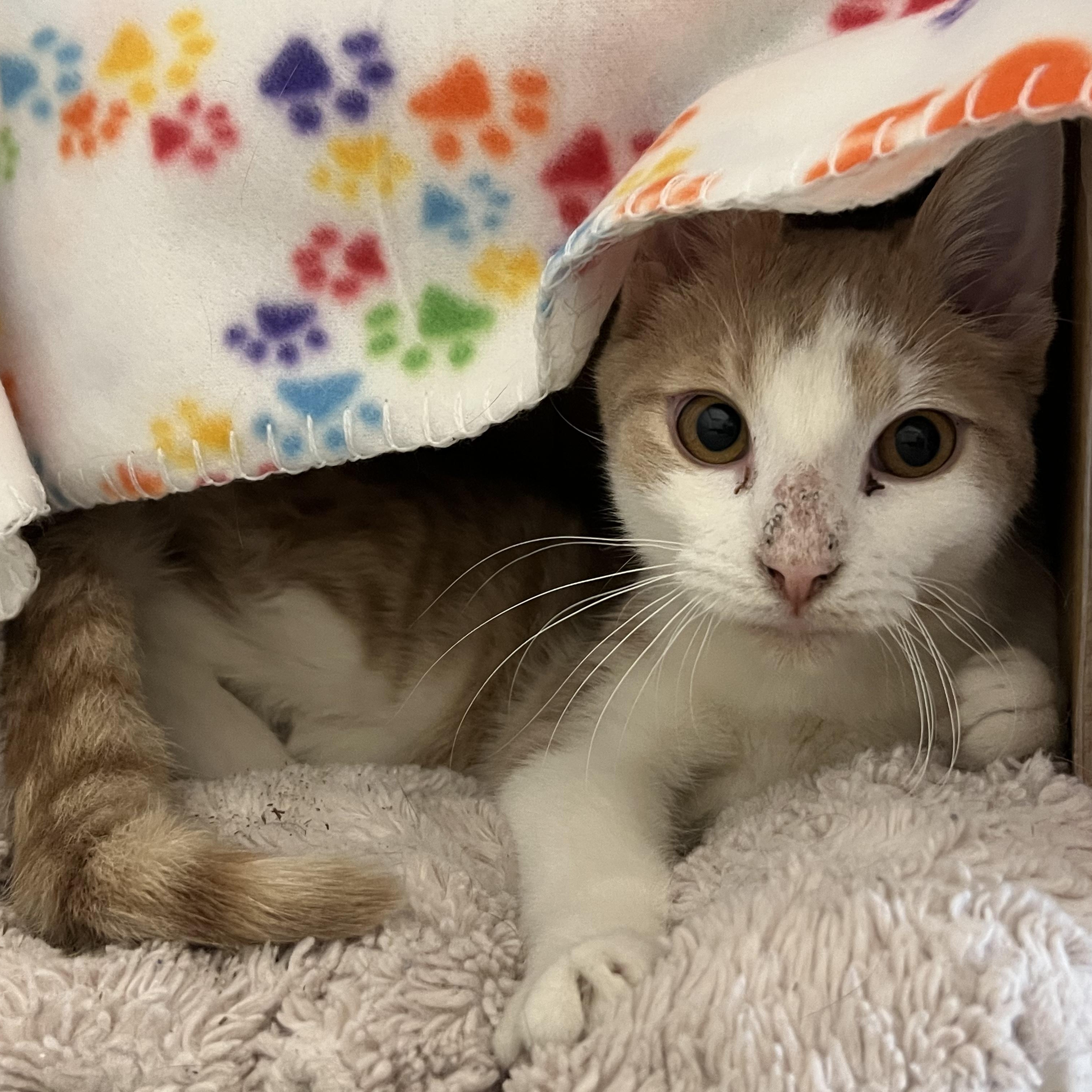 Skittles, adopted, Young Female Domestic Short Hair.