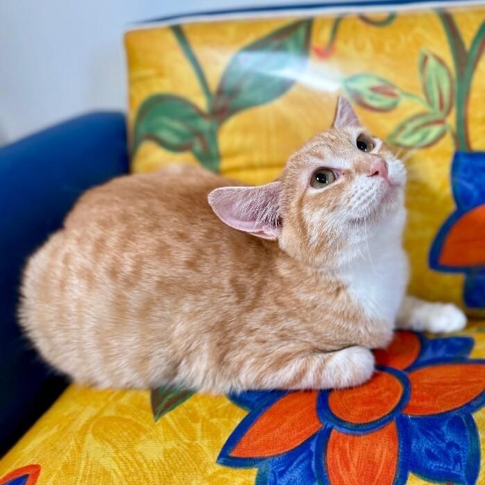 Peaches the Sweet — thumbnail 2