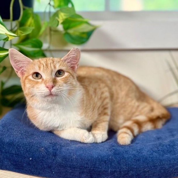 Peaches the Sweet — thumbnail 5