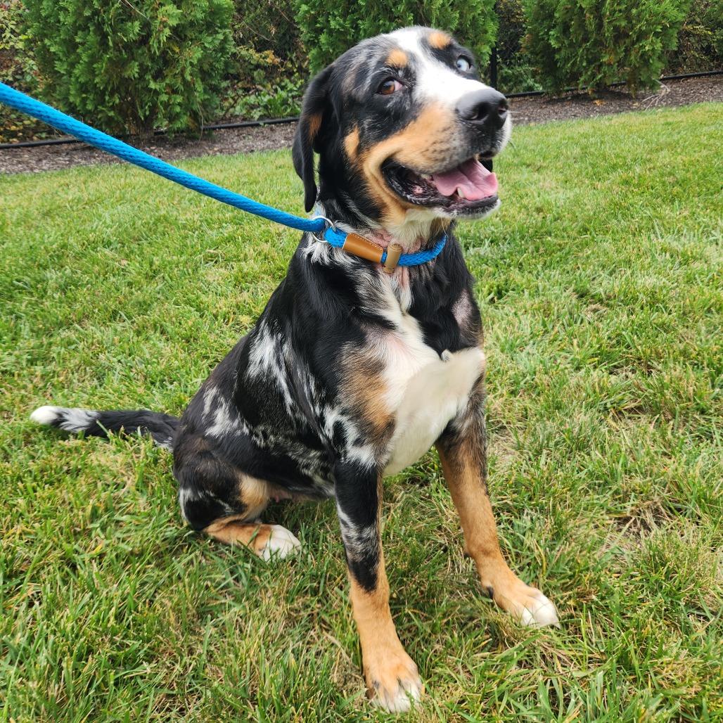 Meera, Adoptable, Adult Female Bernese Mountain Dog.