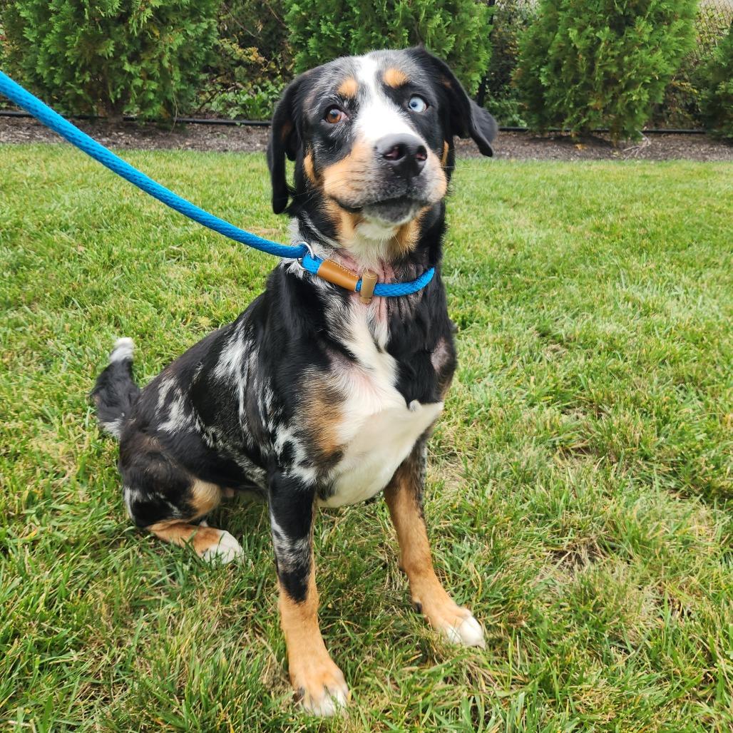 Enlarge Meera, a Adoptable Bernese Mountain Dog in Fort Wayne, IN image 2/3