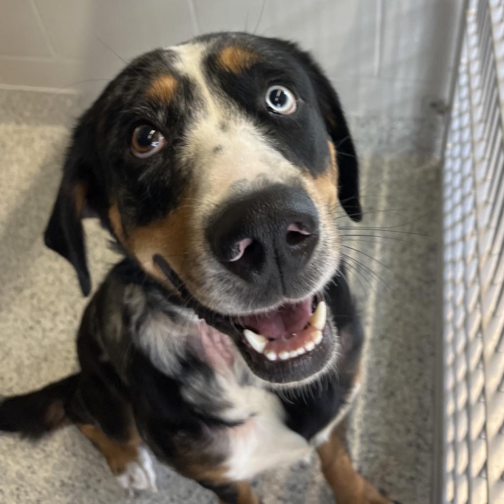 Enlarge Meera, a Adoptable Bernese Mountain Dog in Fort Wayne, IN image 3/3