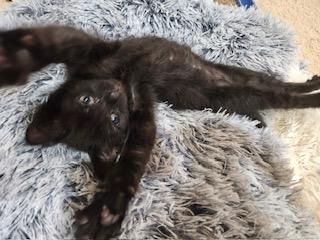 Claudius, a ADOPTABLE mixed breed in Waxhaw, NC image 4/6
