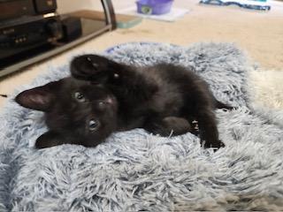 Claudius, a ADOPTABLE mixed breed in Waxhaw, NC image 2/6