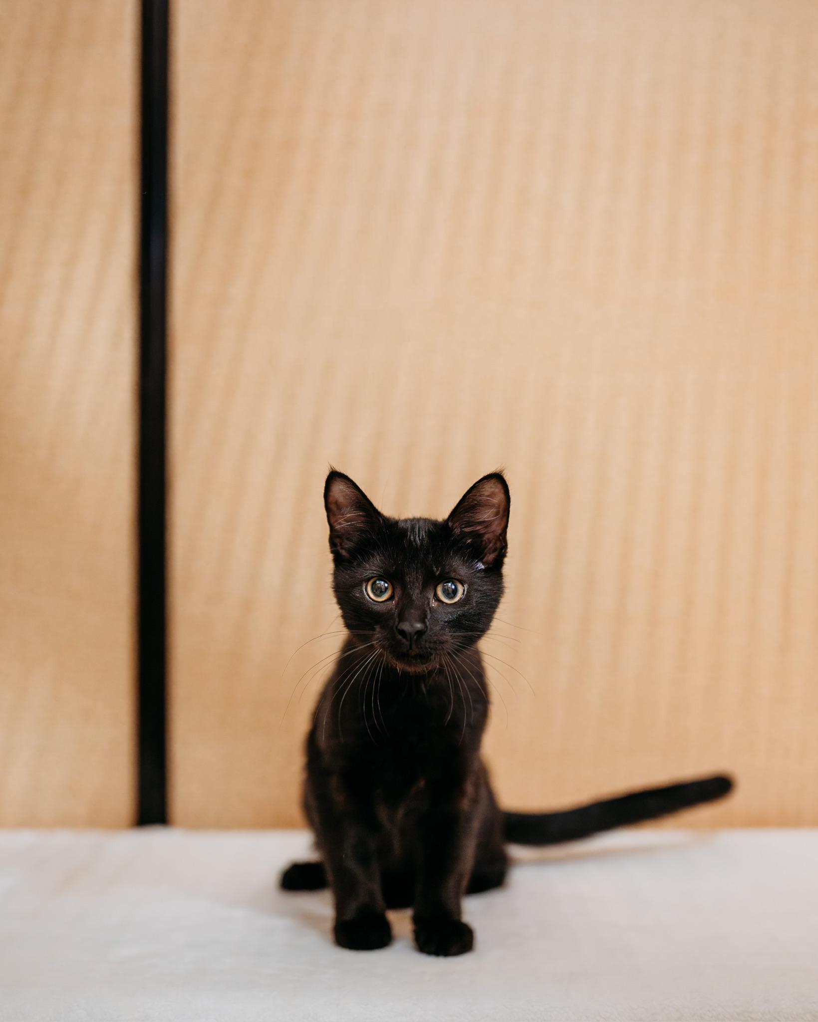 Enlarge Claudius, a ADOPTABLE mixed breed in Waxhaw, NC image 3/3
