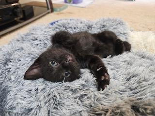 Claudius, a ADOPTABLE mixed breed in Waxhaw, NC image 3/6