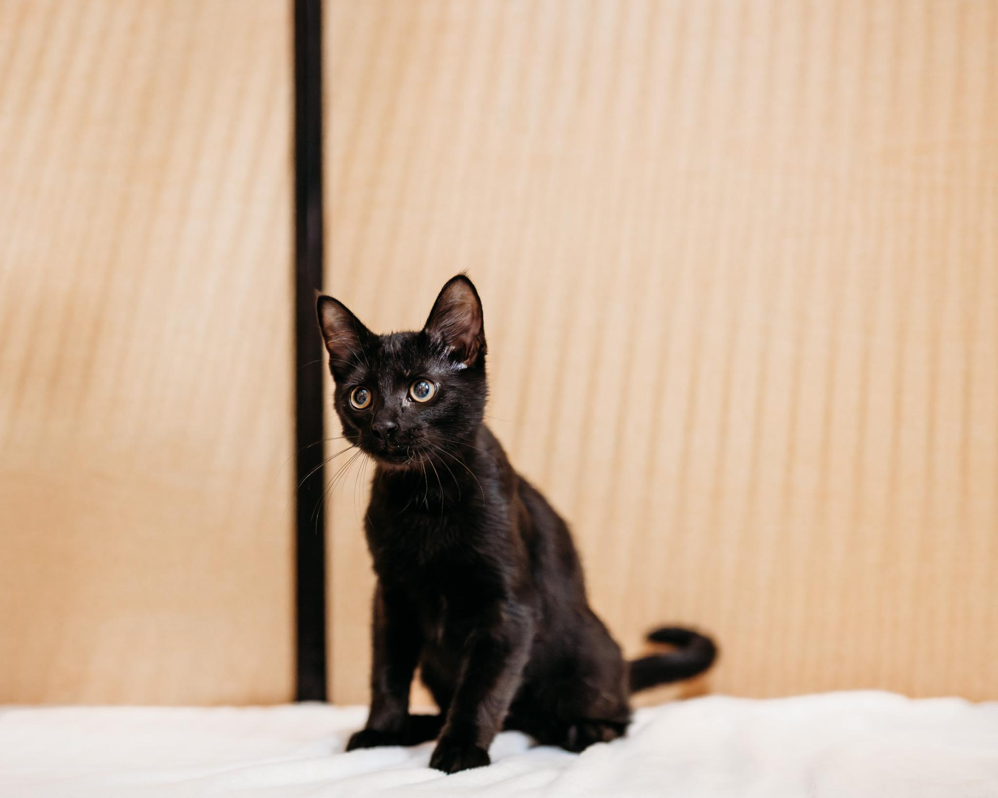 Enlarge Claudius, a ADOPTABLE mixed breed in Waxhaw, NC image 2/3