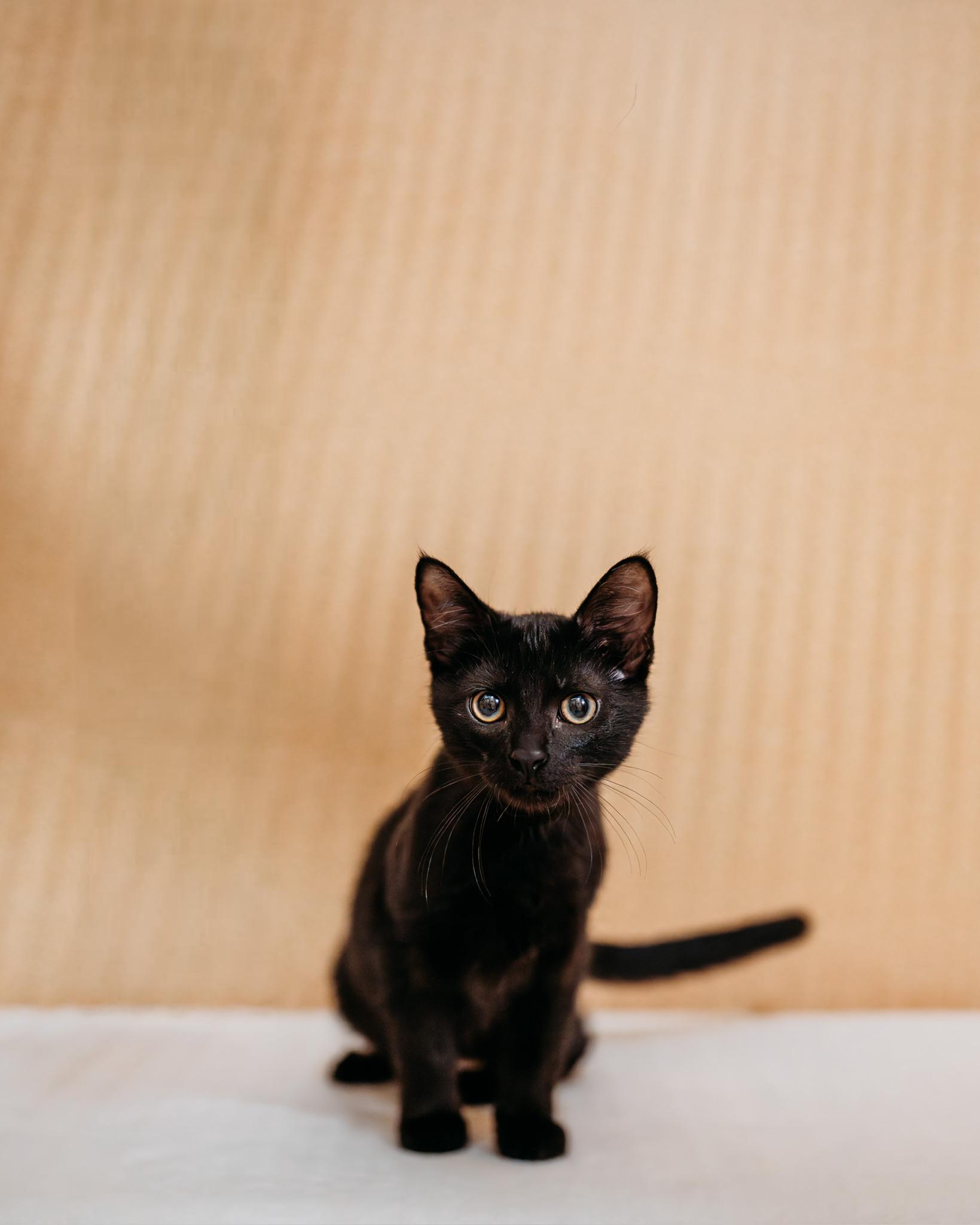 Claudius, ADOPTABLE, Kitten Male Domestic Short Hair.