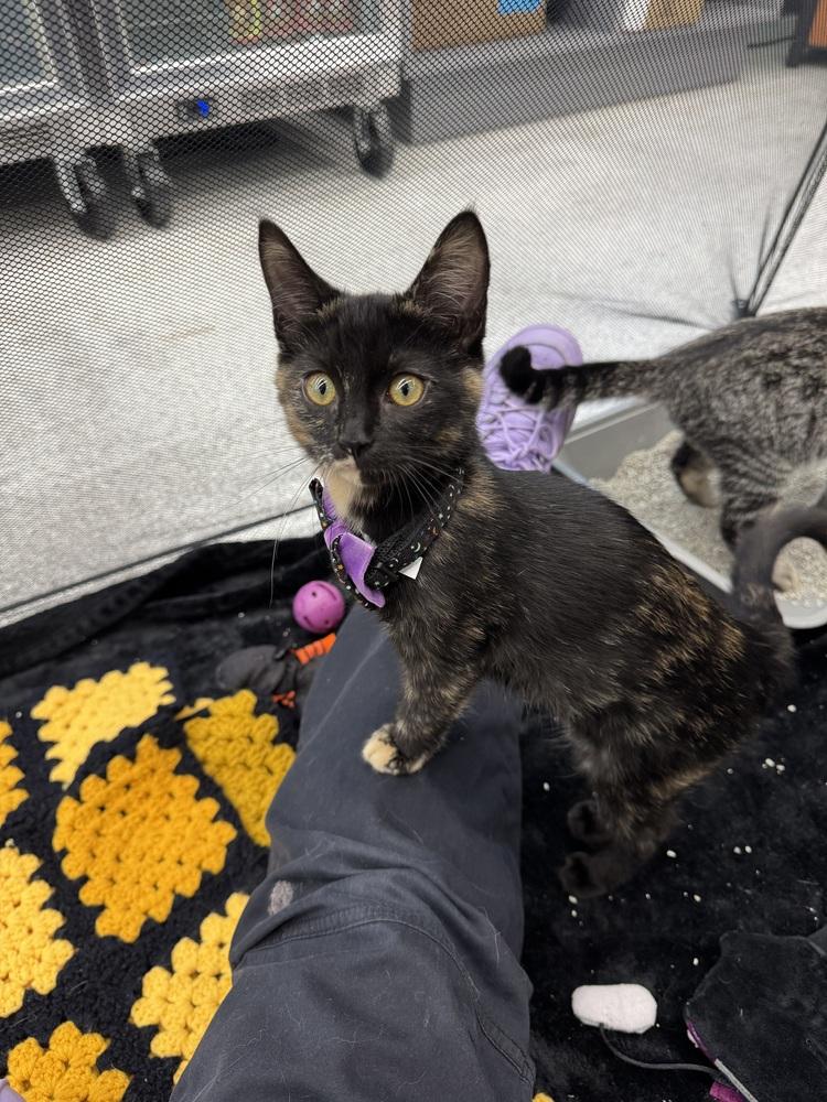 Enlarge Neifile, a Adopted Domestic Short Hair in Fort Walton Beach, FL image 1/1