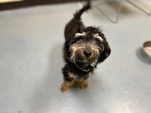 Enlarge RALPH, a Adoptable mixed breed in Denver, CO image 1/1