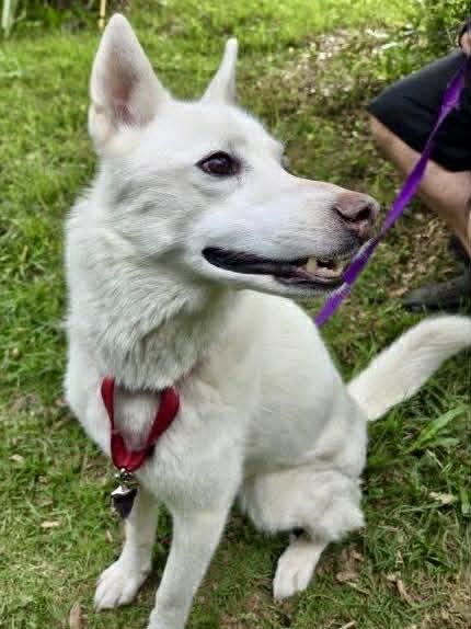 Avalanche, a ADOPTABLE Husky in New Smyrna Beach, FL image 3/3