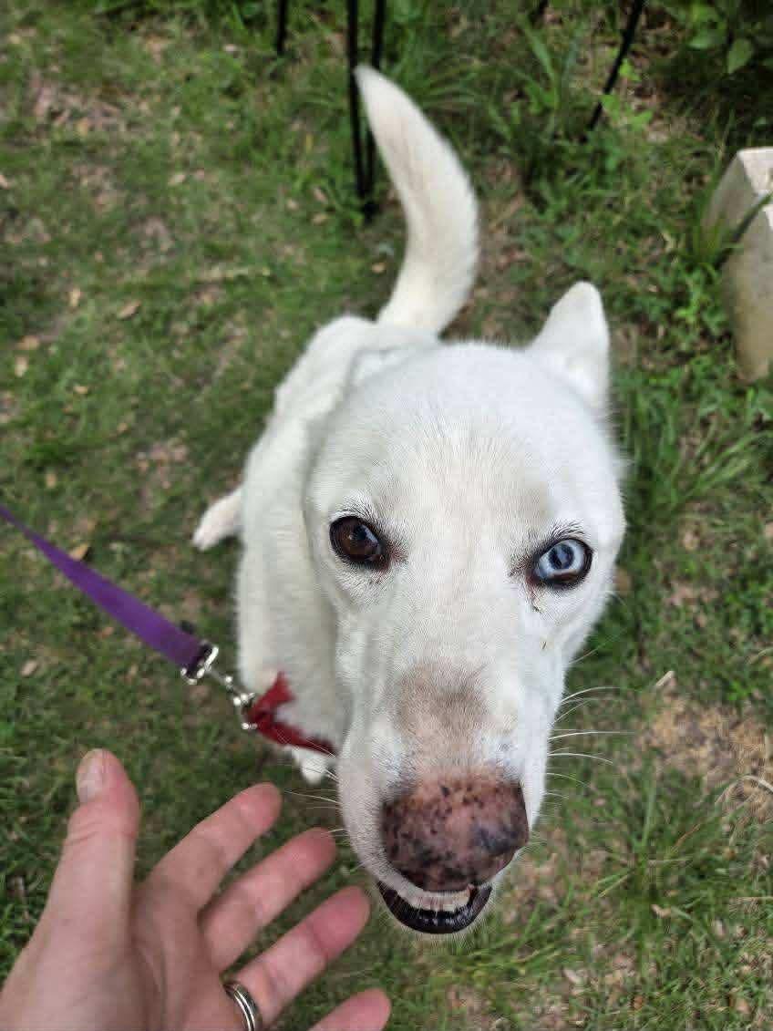 Avalanche, a ADOPTABLE Husky in New Smyrna Beach, FL image 2/3
