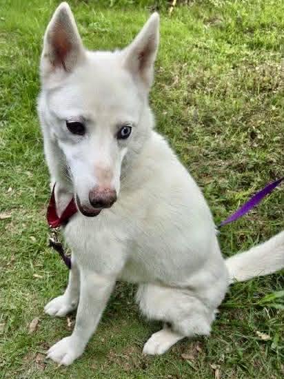 Avalanche, ADOPTABLE, Adult Female Husky.
