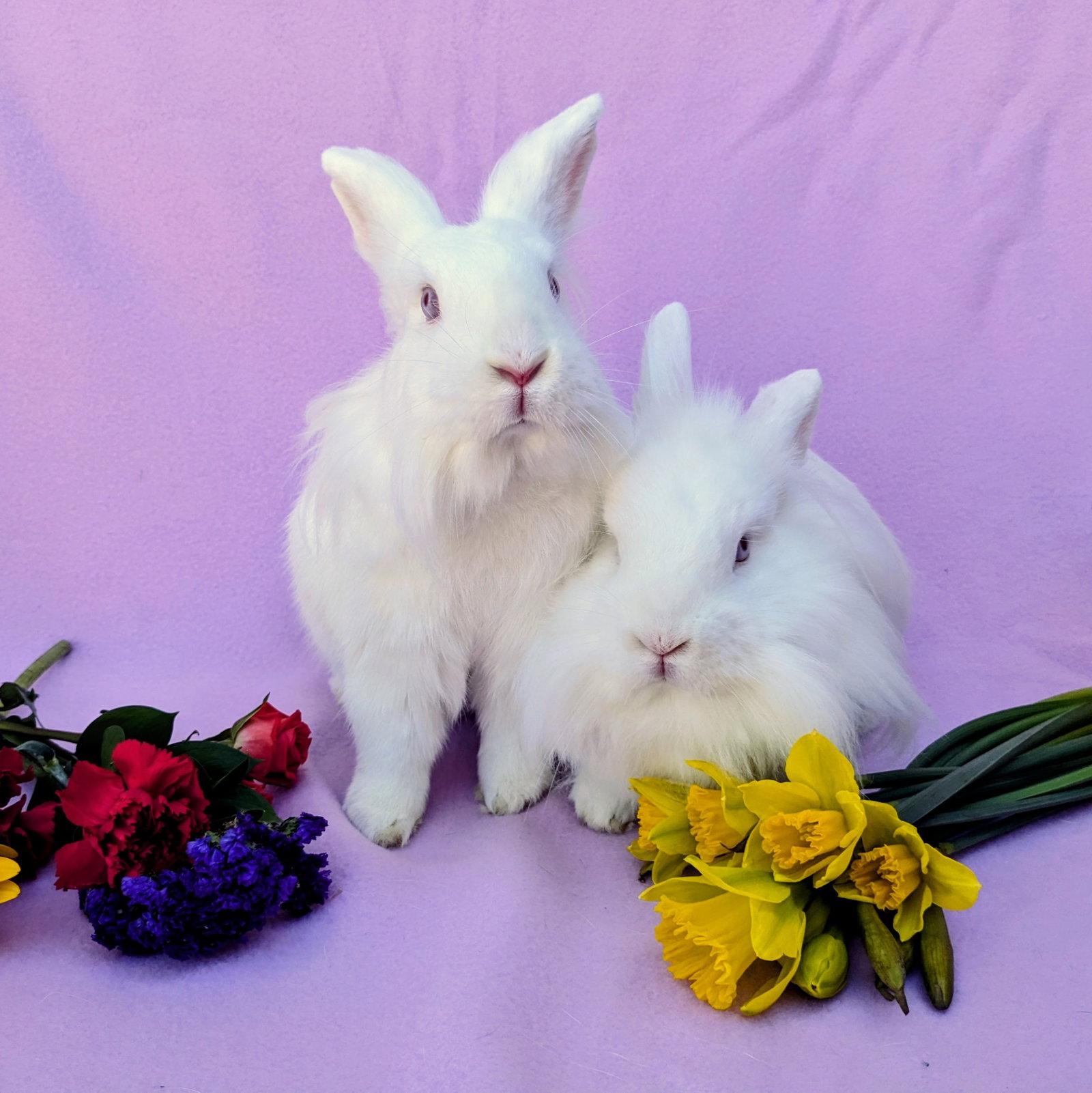 Enlarge Hippolyta, a Adoptable mixed breed in Antioch, CA image 2/2