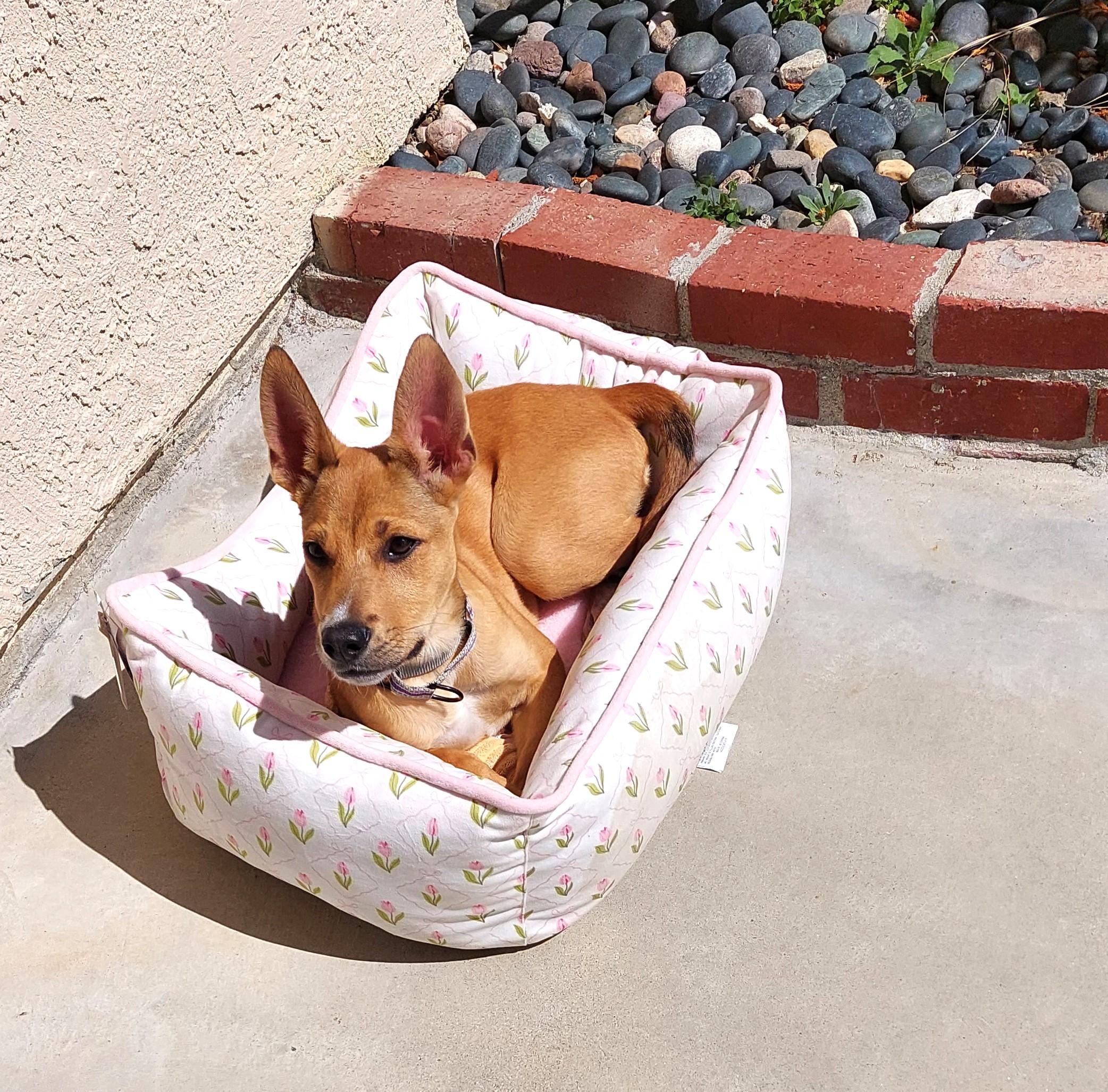 Enlarge Willow , a ADOPTABLE mixed breed in Tarzana, CA image 6/6