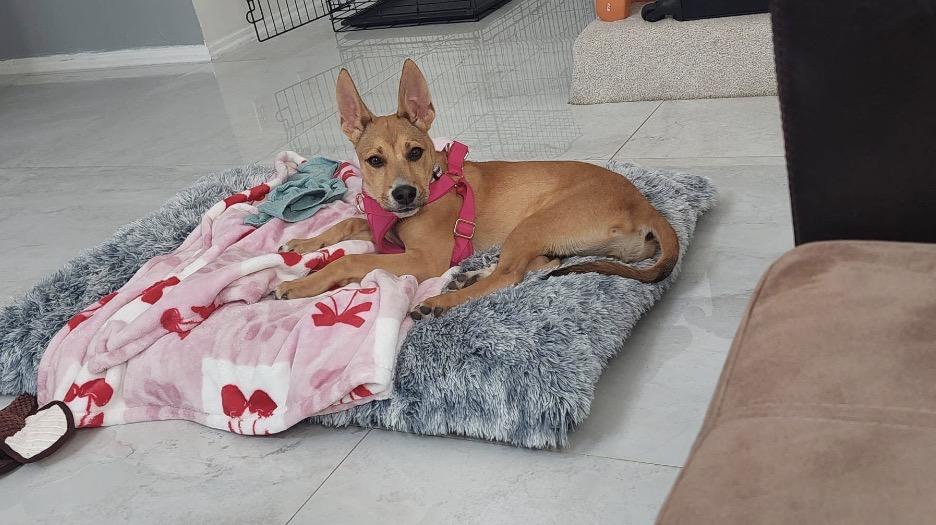 Willow , a ADOPTABLE mixed breed in Tarzana, CA image 2/6