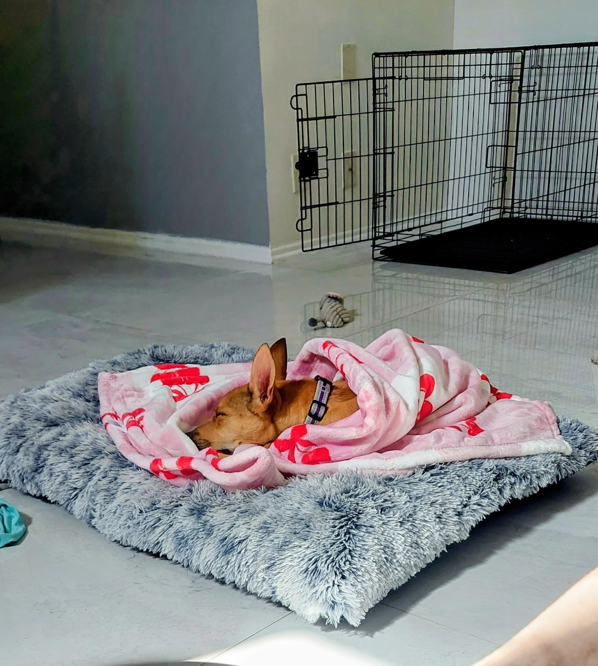 Enlarge Willow , a ADOPTABLE mixed breed in Tarzana, CA image 3/6