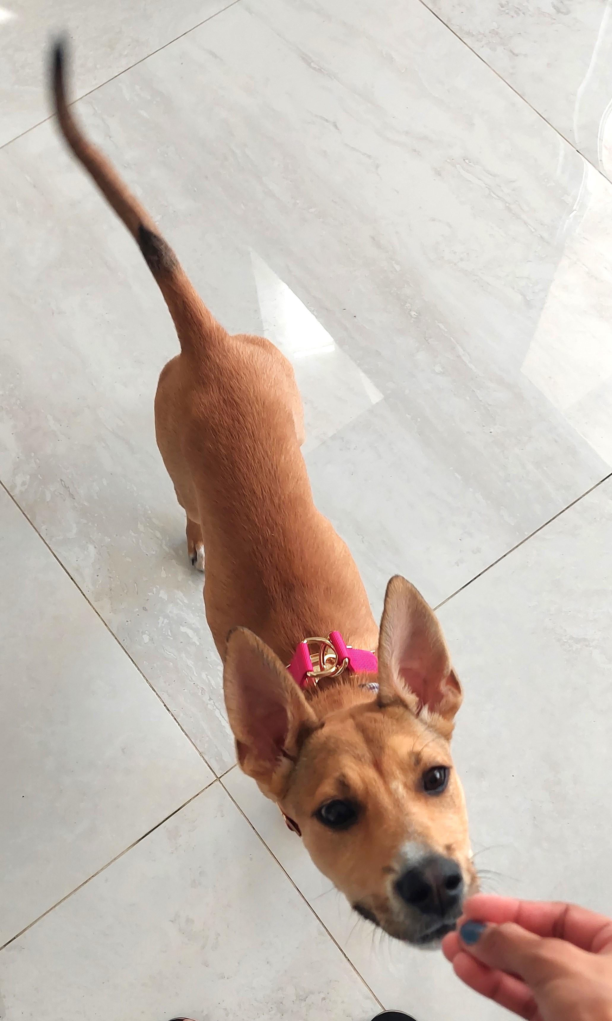 Enlarge Willow , a ADOPTABLE mixed breed in Tarzana, CA image 2/6