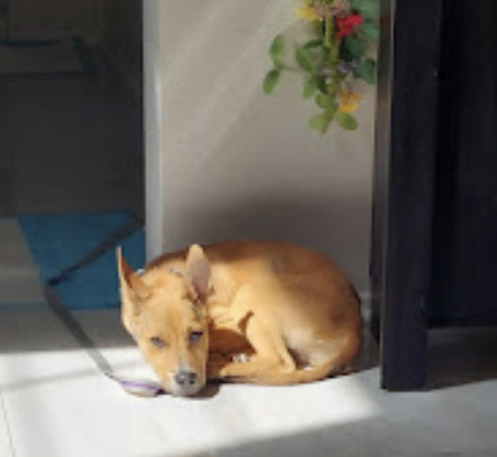 Willow , a ADOPTABLE mixed breed in Tarzana, CA image 6/6