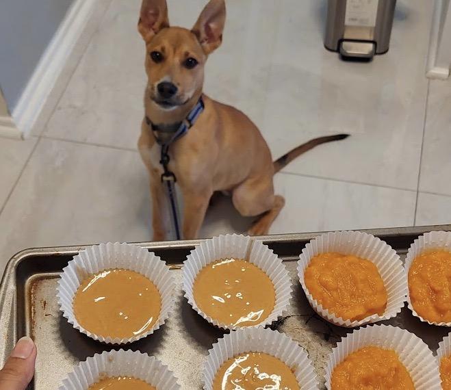 Willow , a ADOPTABLE mixed breed in Tarzana, CA image 5/6