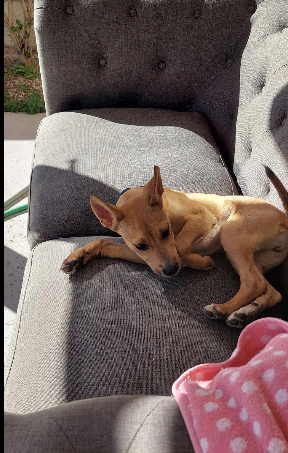 Willow , a ADOPTABLE mixed breed in Tarzana, CA image 4/6