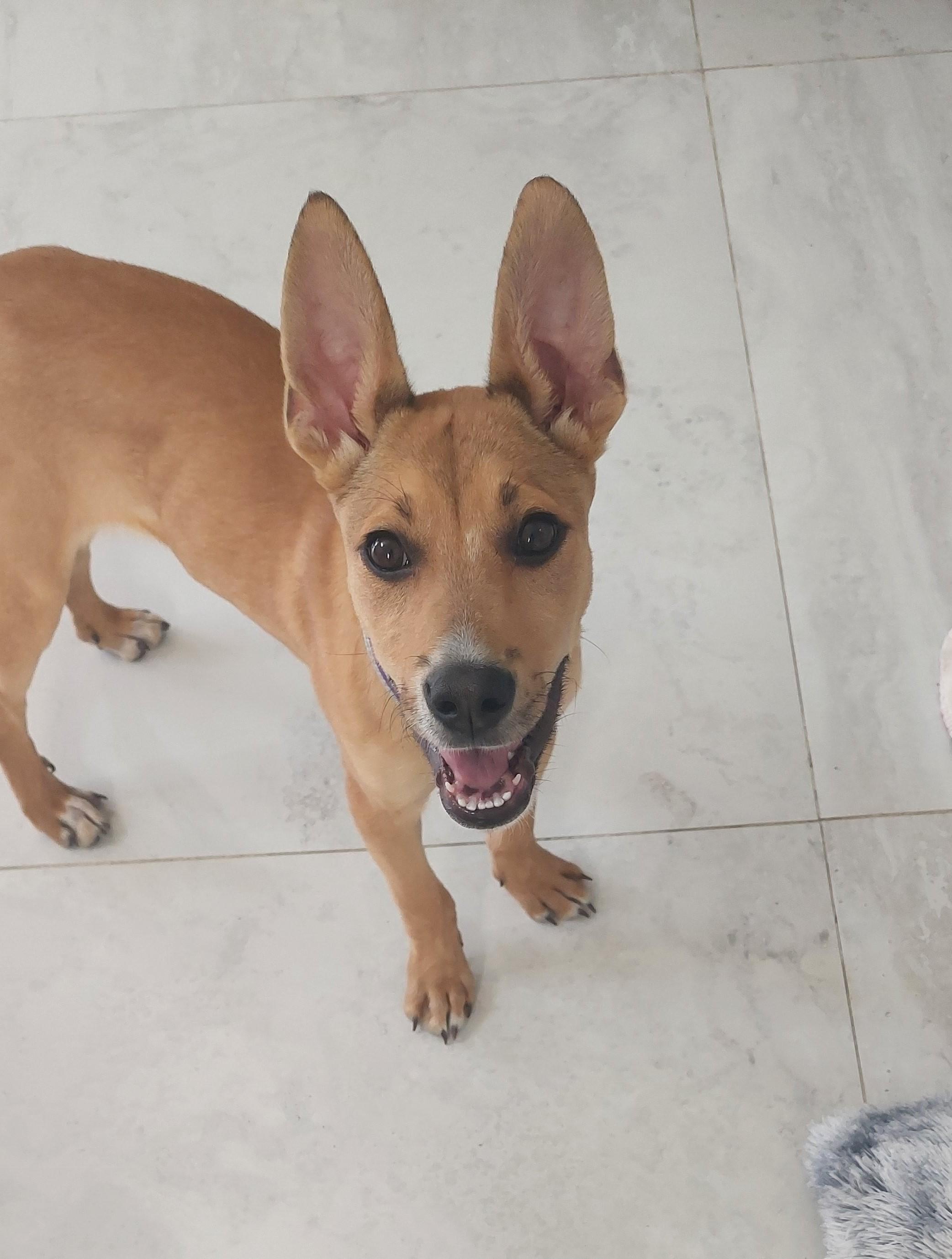 Enlarge Willow , a ADOPTABLE mixed breed in Tarzana, CA image 4/6