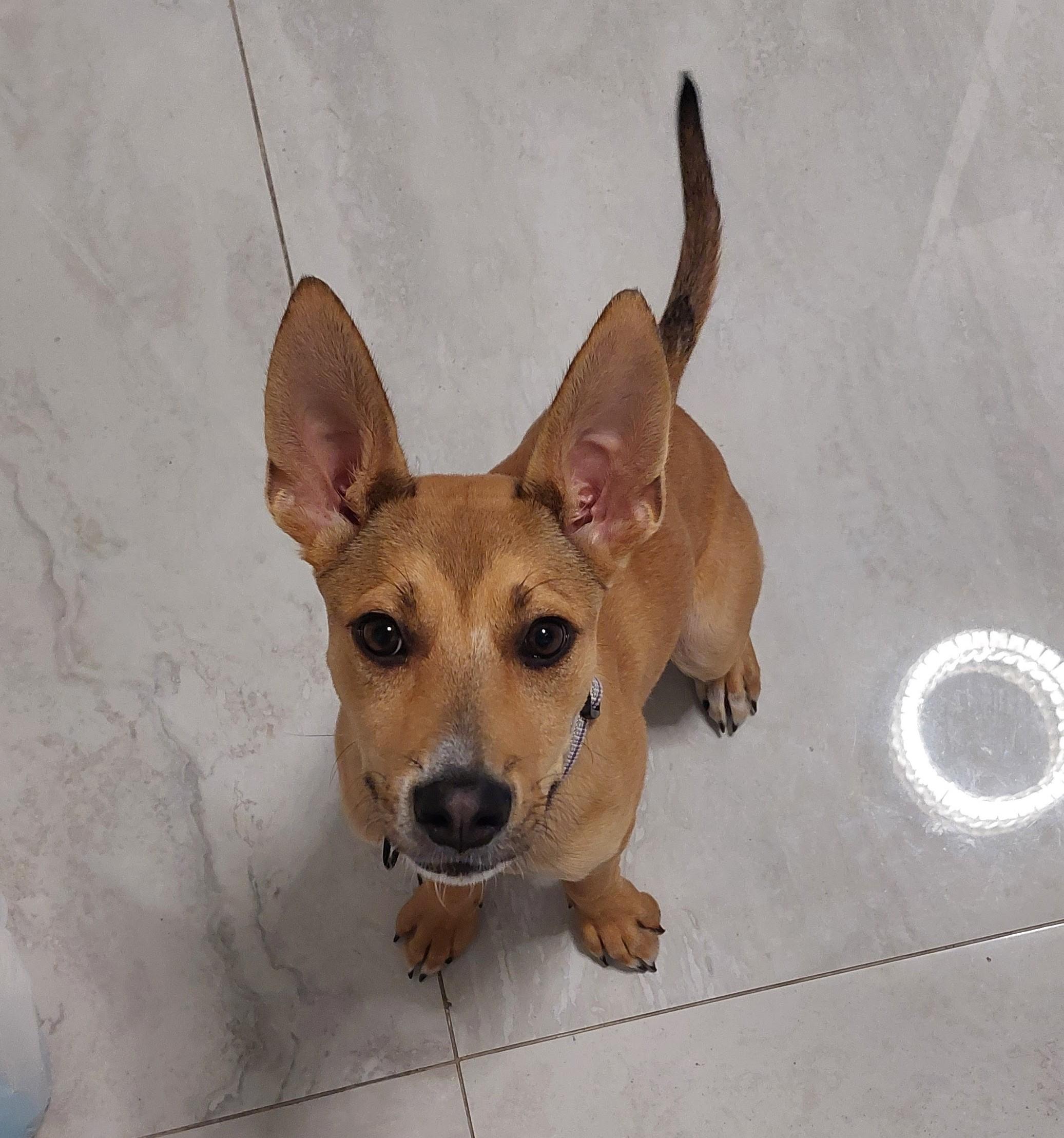 Enlarge Willow , a ADOPTABLE mixed breed in Tarzana, CA image 5/6