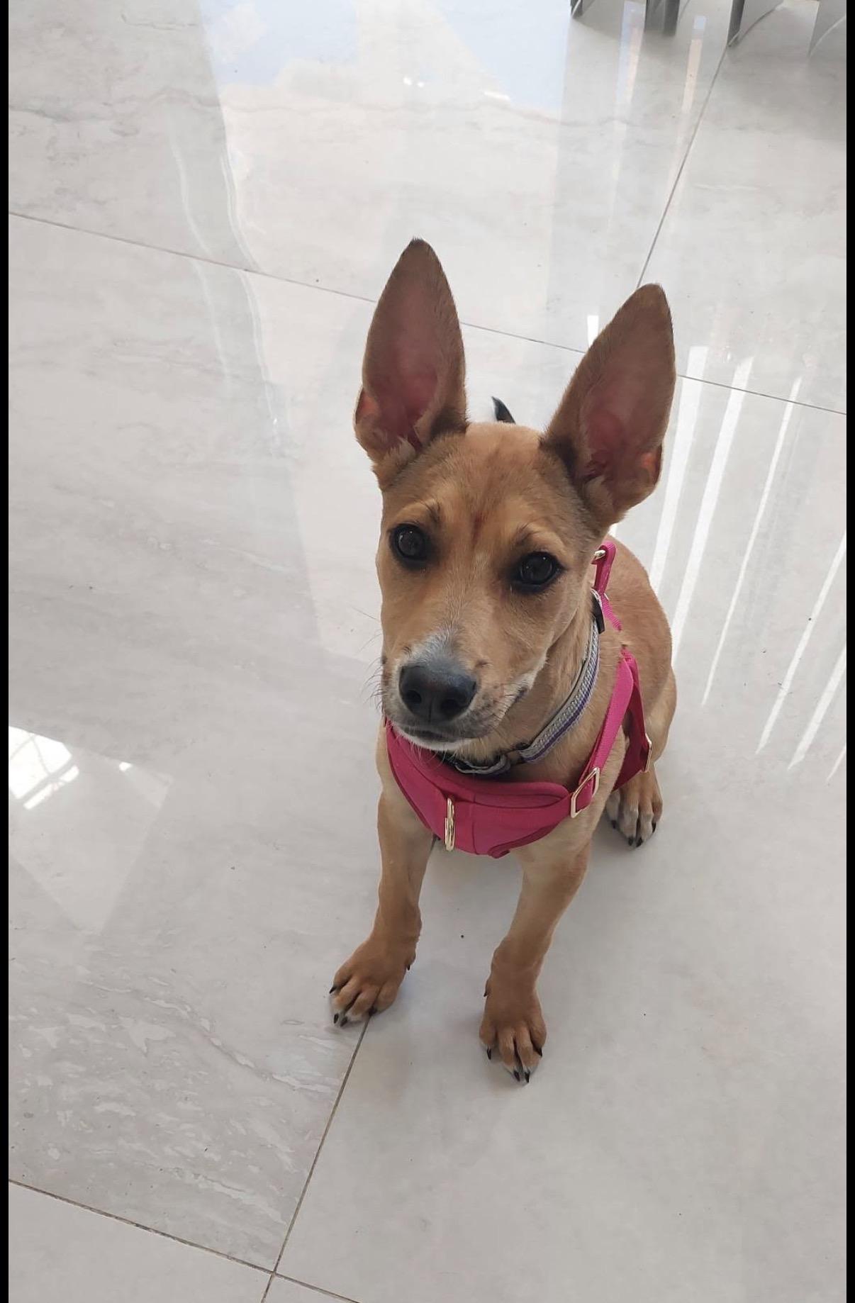 Willow , ADOPTABLE, Puppy Female Shepherd & Carolina Dog.