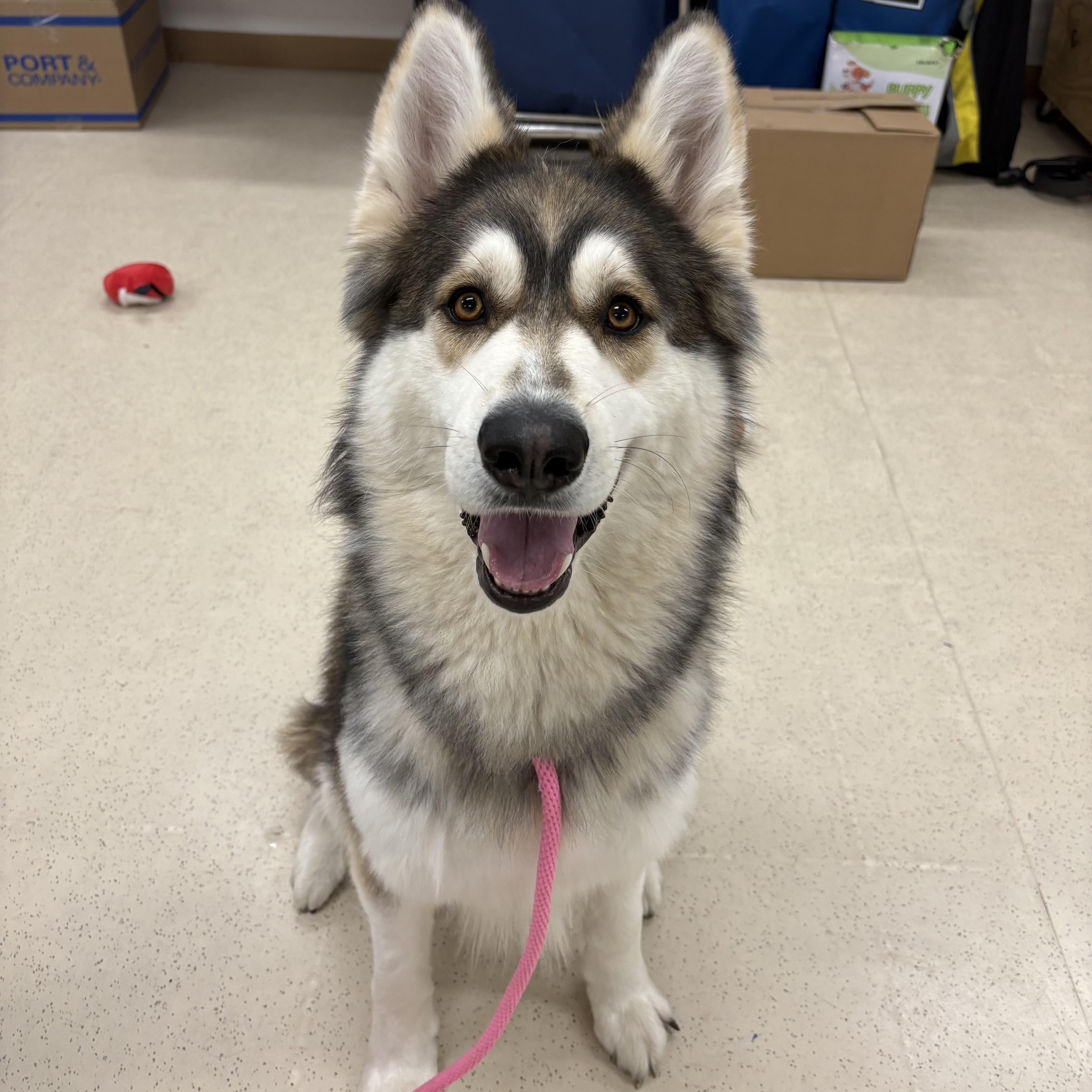 Enlarge Simba, a ADOPTABLE mixed breed in Eatontown, NJ image 5/5