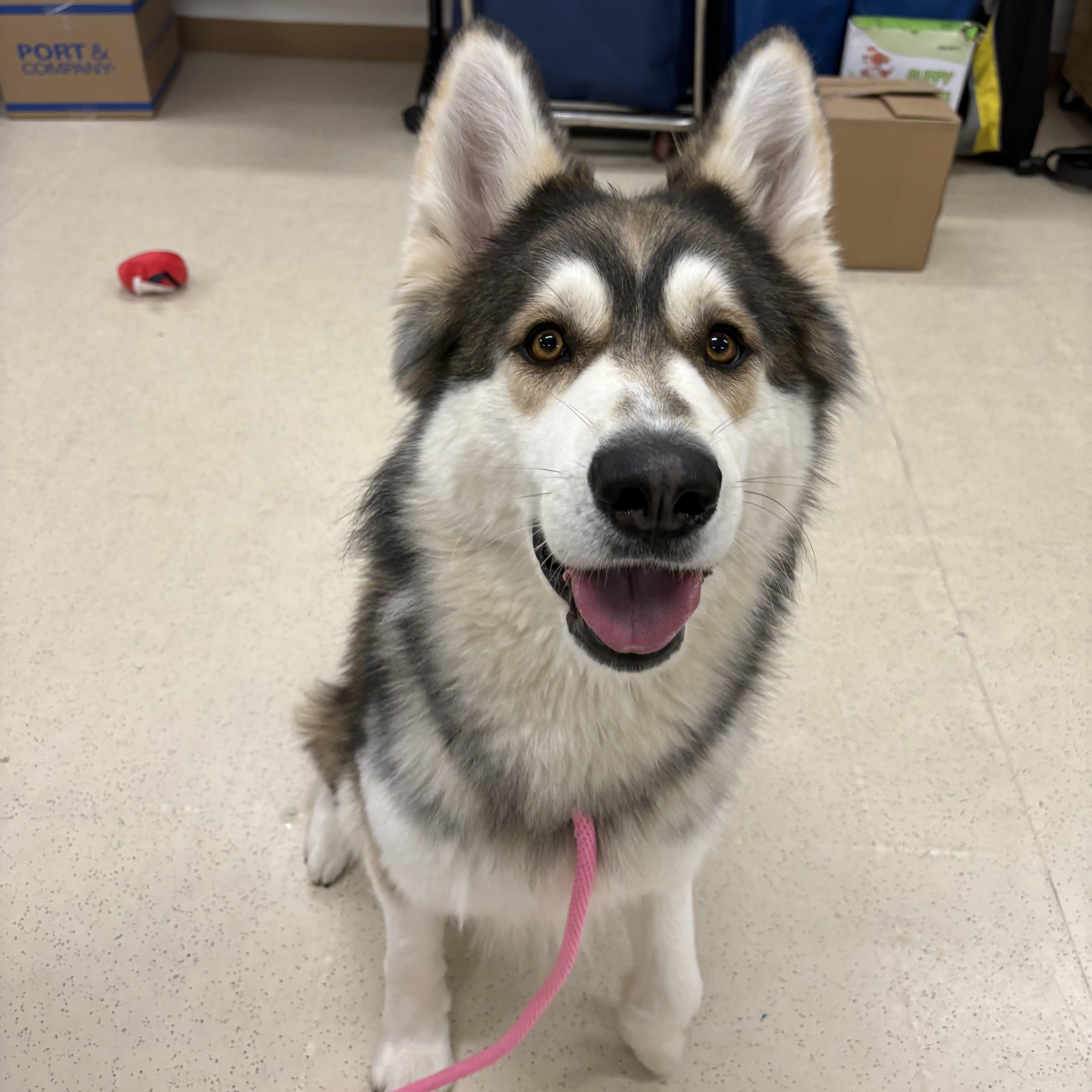 Enlarge Simba, a ADOPTABLE mixed breed in Eatontown, NJ image 3/5