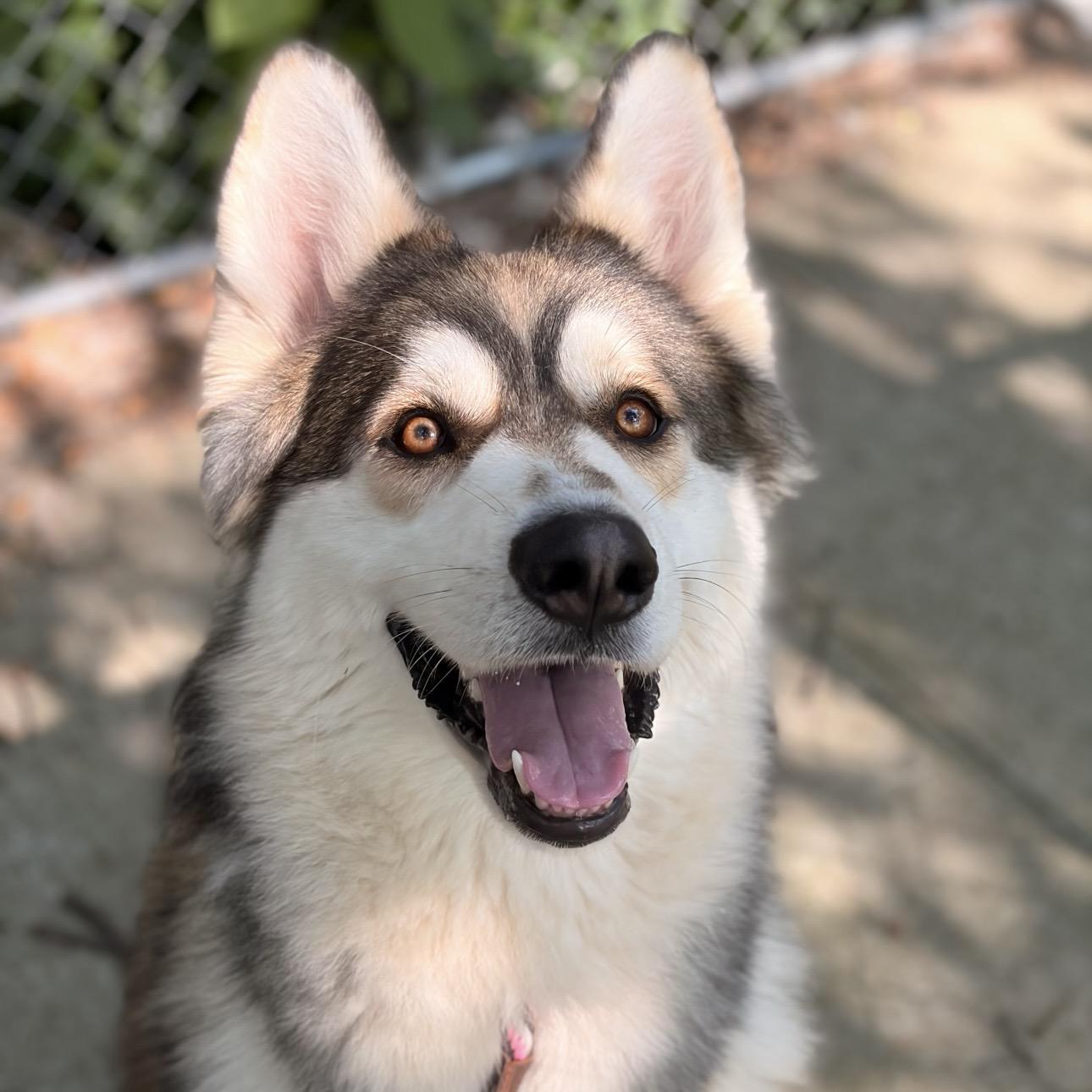 Simba, ADOPTABLE, Adult Male Husky.