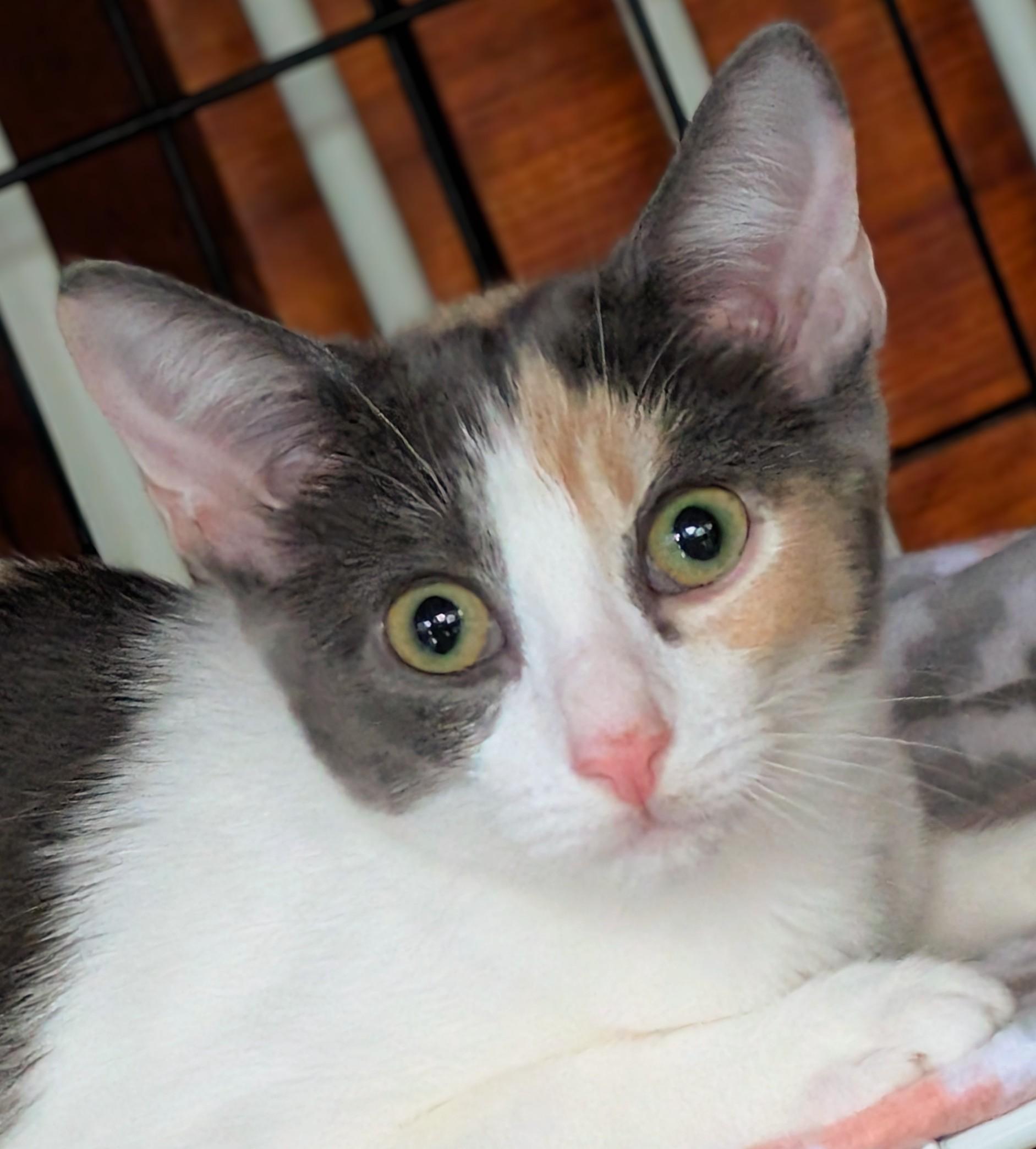 Celeste, a Adoptable Calico in San Diego, CA image 3/5