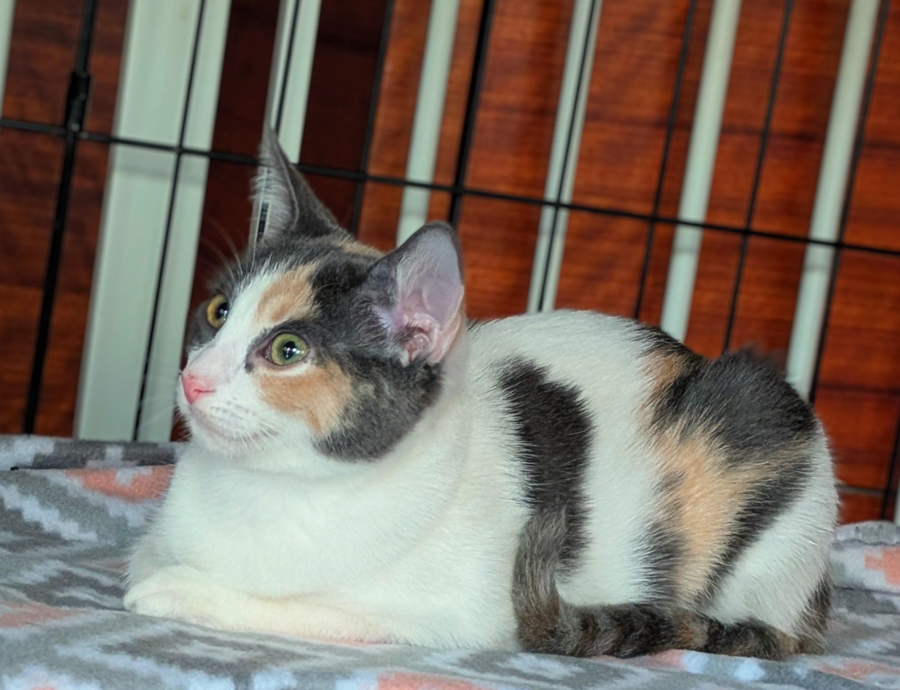 Celeste, a Adoptable Calico in San Diego, CA image 2/5