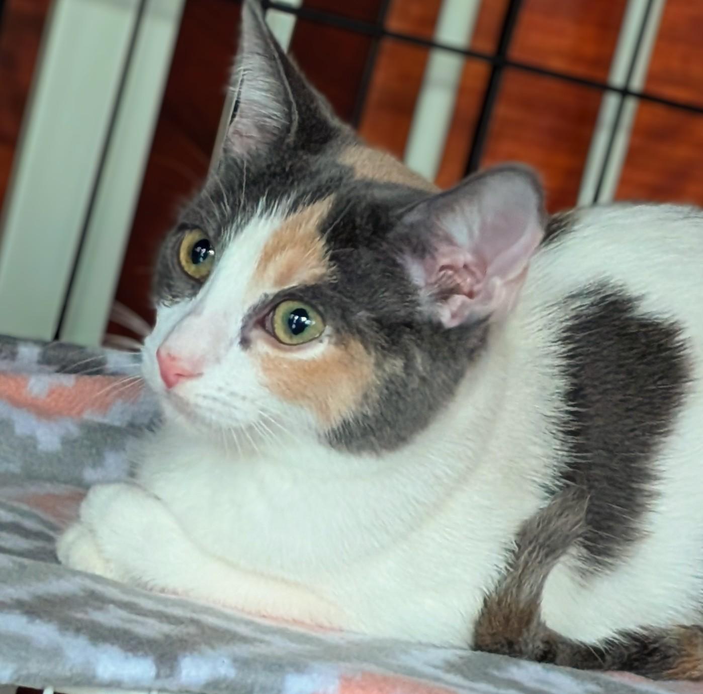 Celeste, a Adoptable Calico in San Diego, CA image 5/5