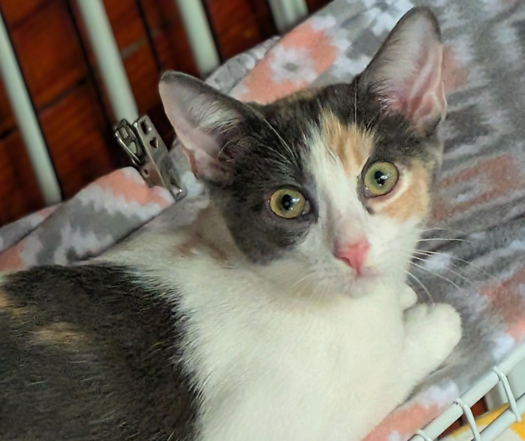 Celeste, a Adoptable Calico in San Diego, CA image 4/5