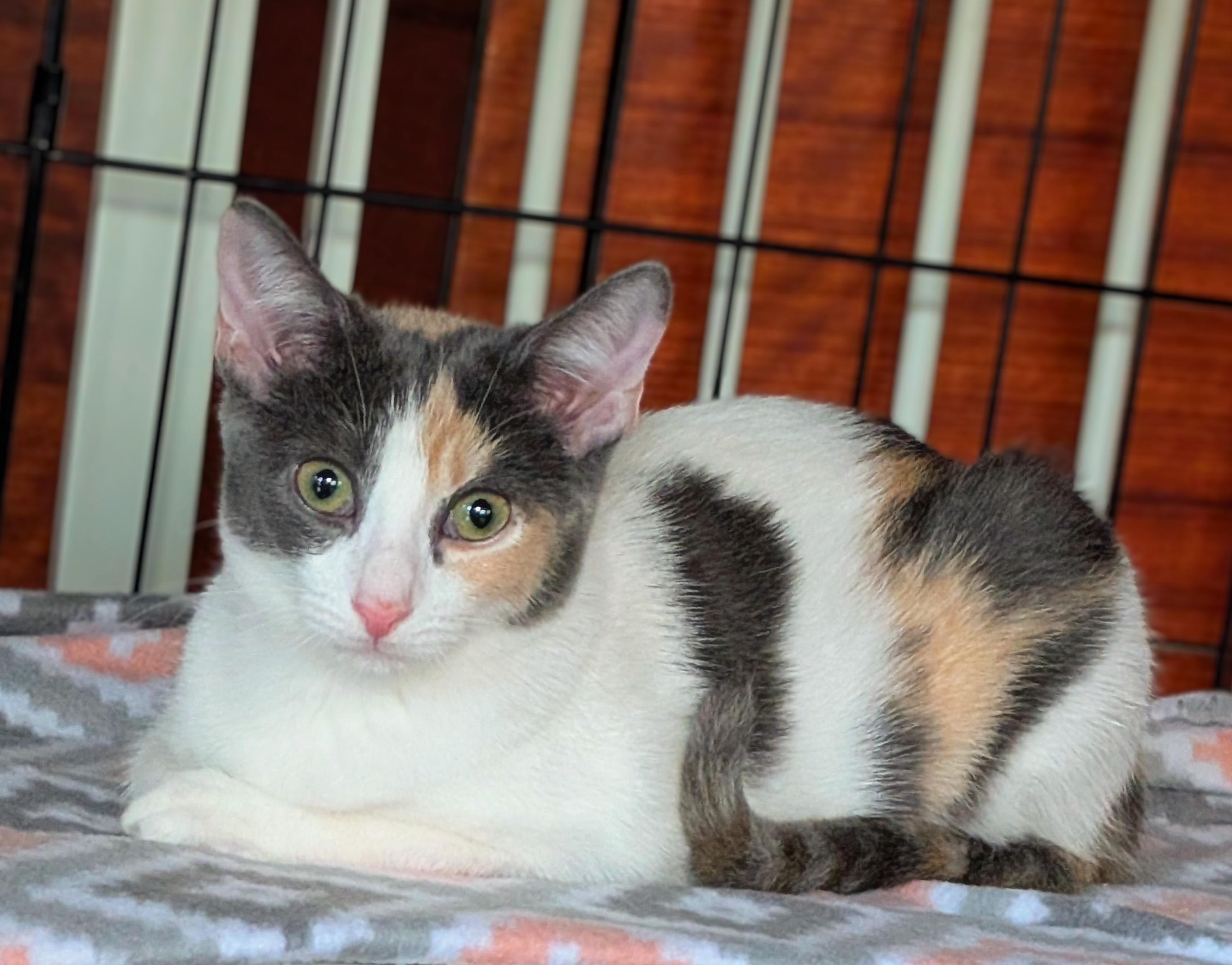 Celeste, a Adoptable Calico in San Diego, CA image 1/5