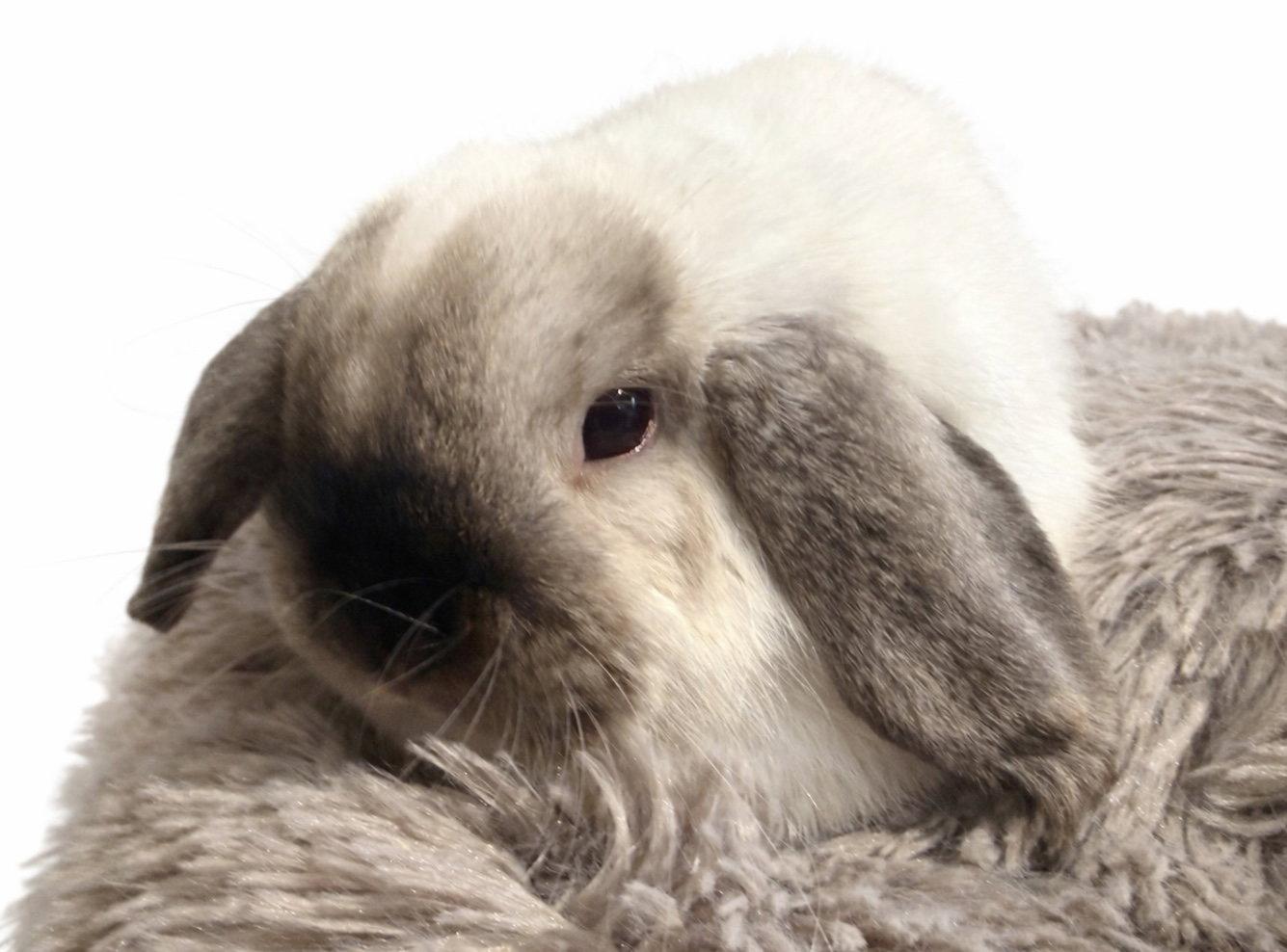 Enlarge Osiris, a Adoptable Holland Lop in Marshfield, WI image 1/2