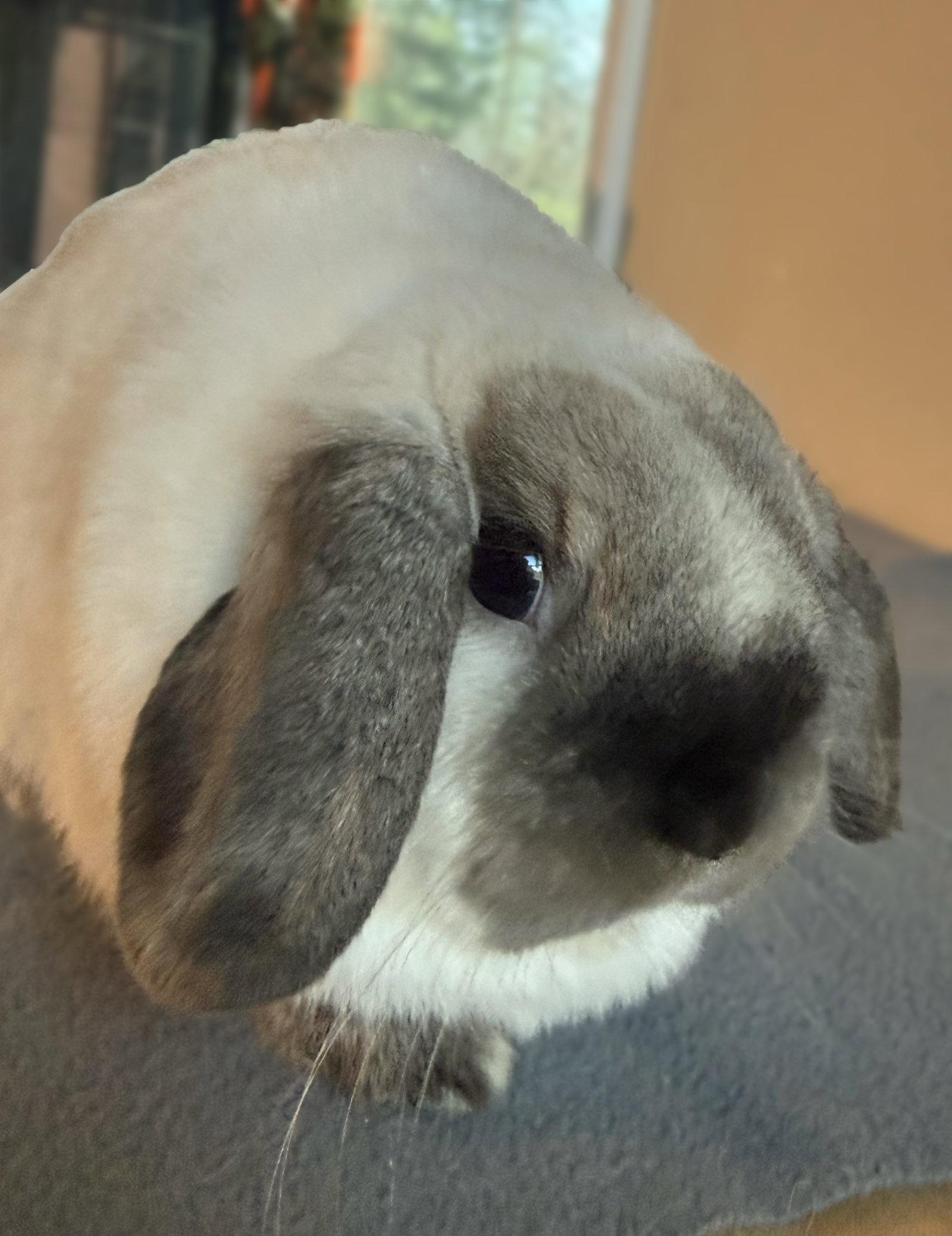 Enlarge Osiris, a Adoptable Holland Lop in Marshfield, WI image 2/2
